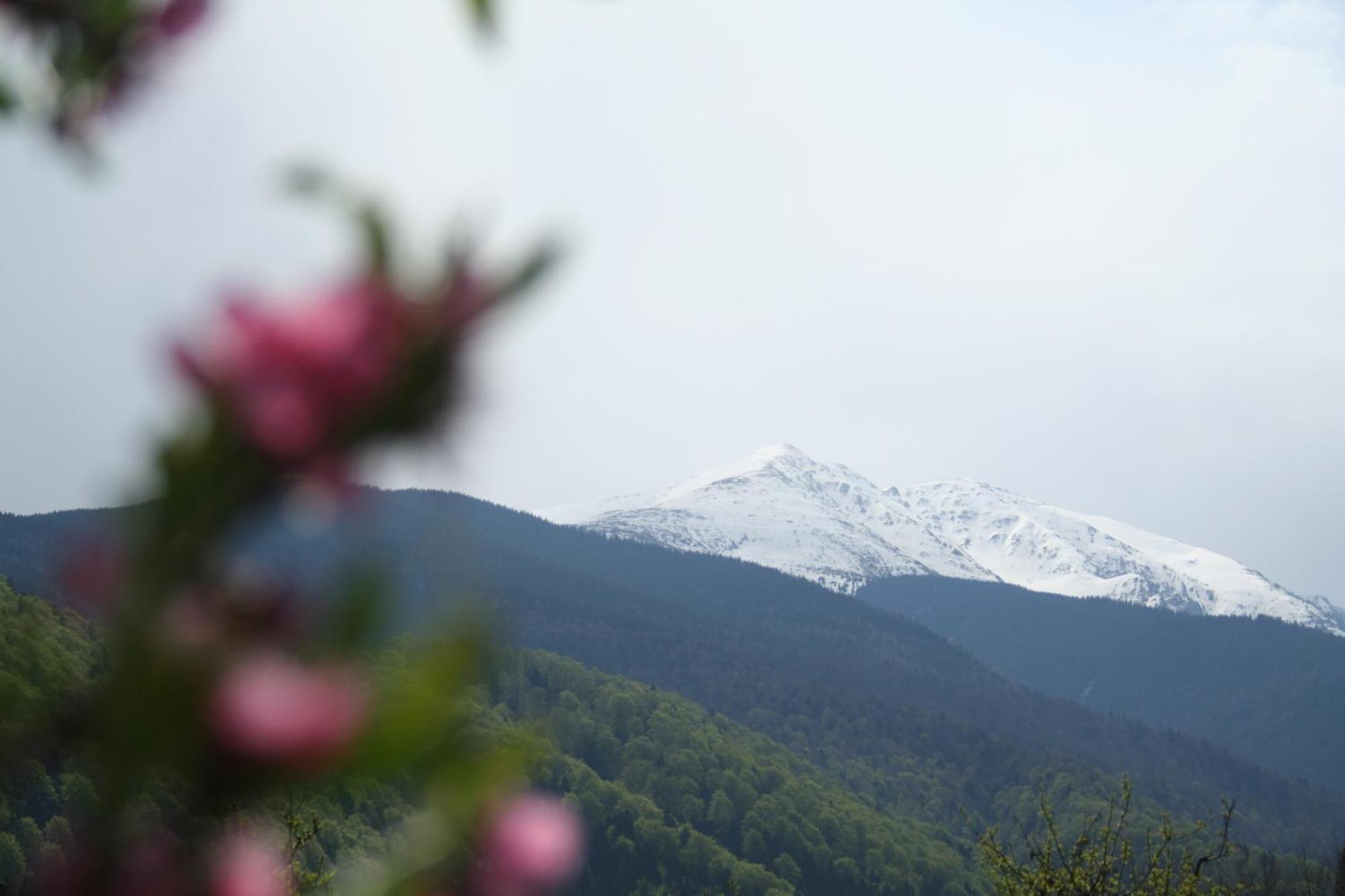 Pension Belmonte Sîmbăta de Sus 外观 照片
